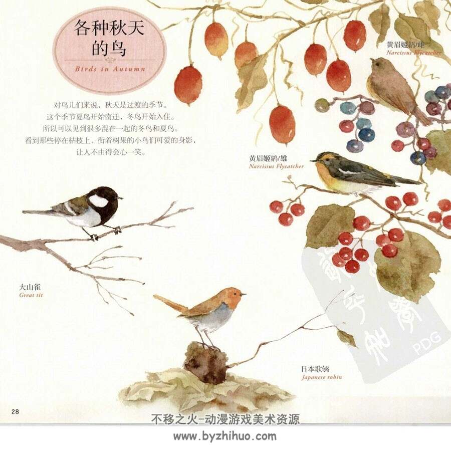 秋之花卉 幸福四季水彩花园 手绘花朵教程 百度网盘下载