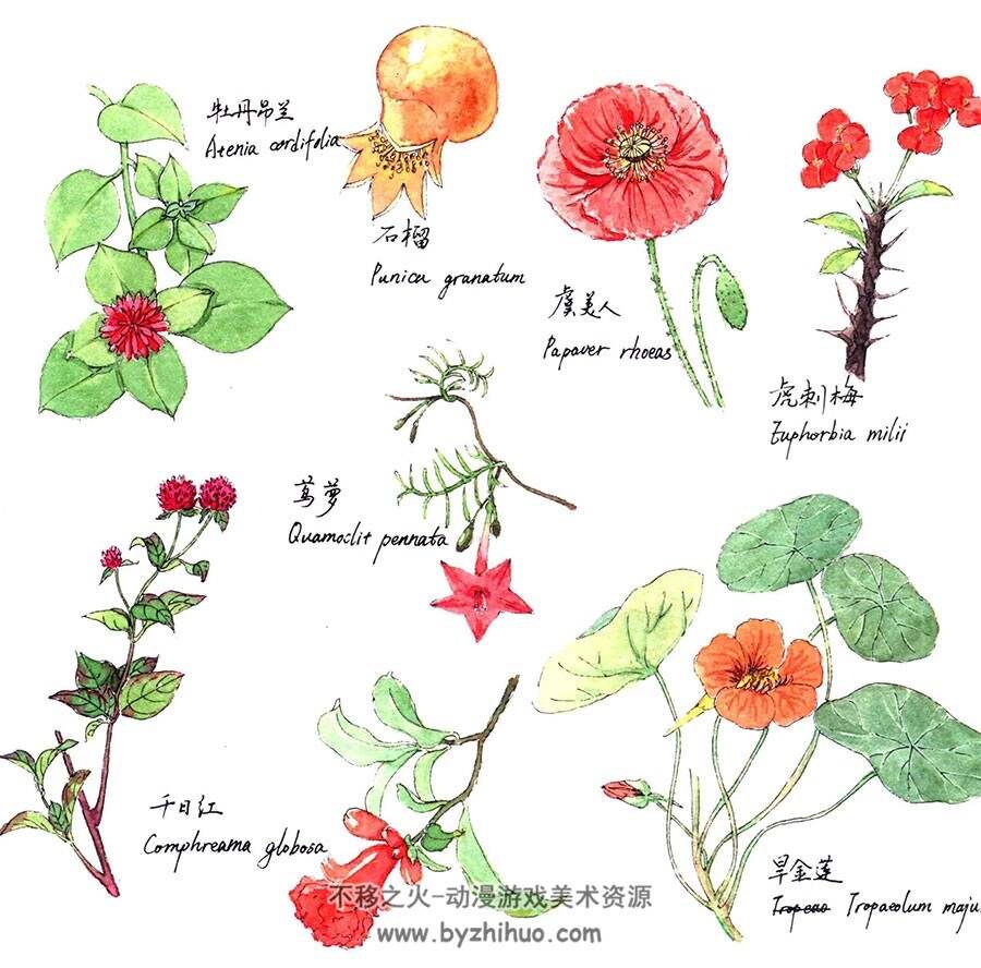 花色美涂 七个颜色画出您的水彩花园 手绘鲜花教程 百度网盘下载