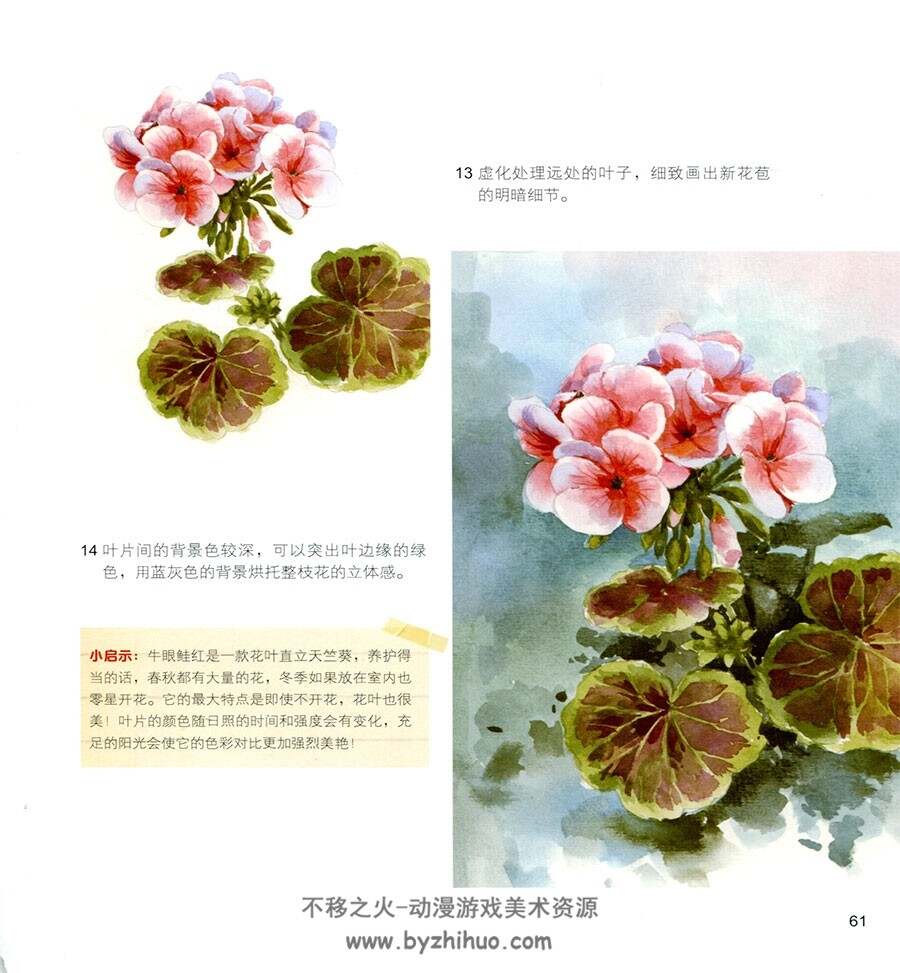 水色斑斓 传统水彩植物绘画教学 资源百度网盘下载
