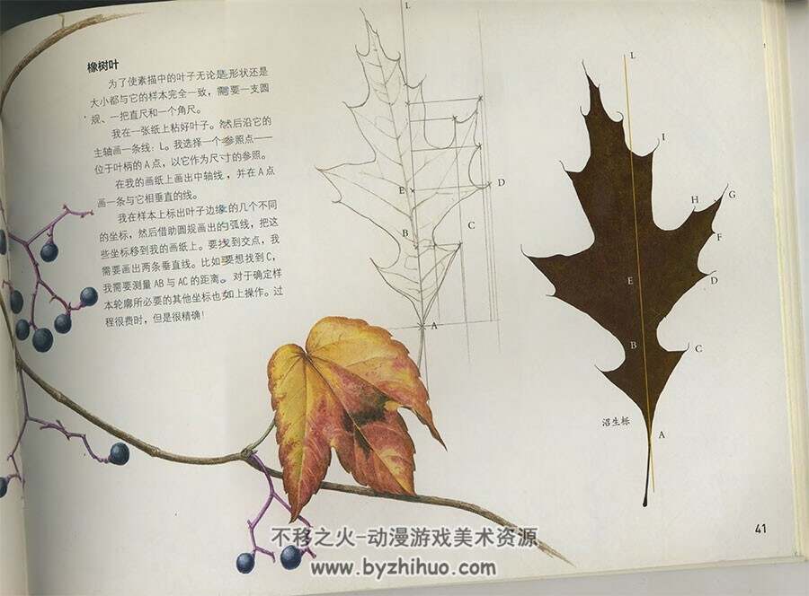 植物的水彩极致表现 法国艺术大师阿加特·埃弗曼的手绘三部曲 网盘下载