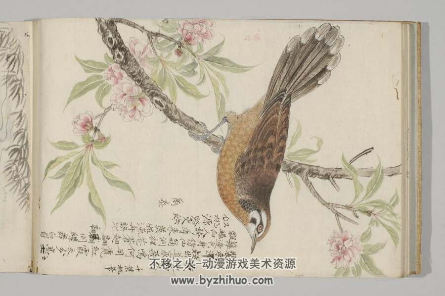 日本帝室博物馆-百鸟异兽图 鸟类图谱PDF格式网盘分享