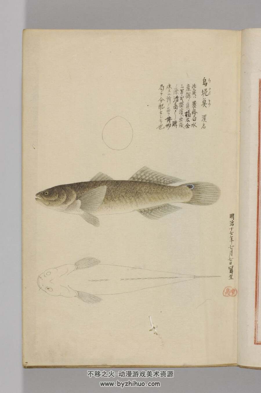 日本帝室博物馆编-鱼谱图 鱼类图谱绘画作品赏析 pdf百度网盘分享