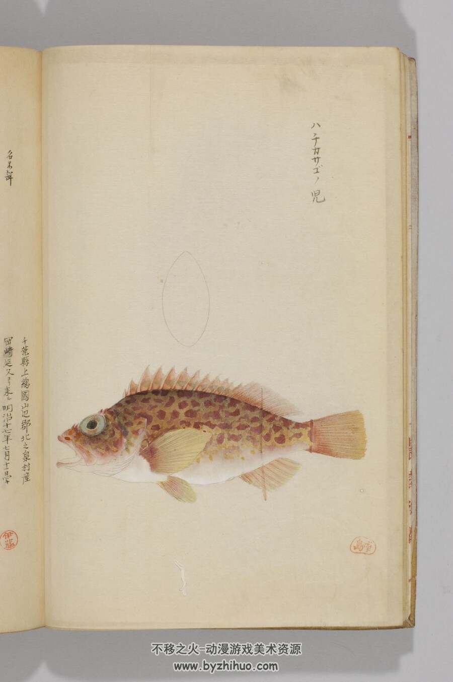 日本帝室博物馆编-鱼谱图 鱼类图谱绘画作品赏析 pdf百度网盘分享
