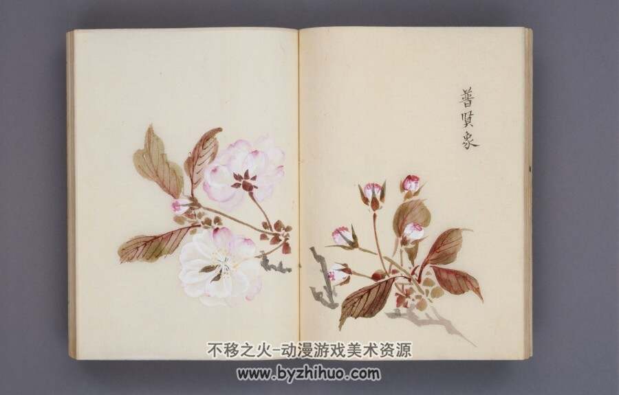 樱花78图谱 传统绘画素材百度网盘分享pdf格式下载