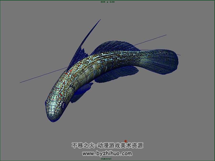 半带钝虾虎鱼 四角面 有绑定 3D模型百度网盘下载