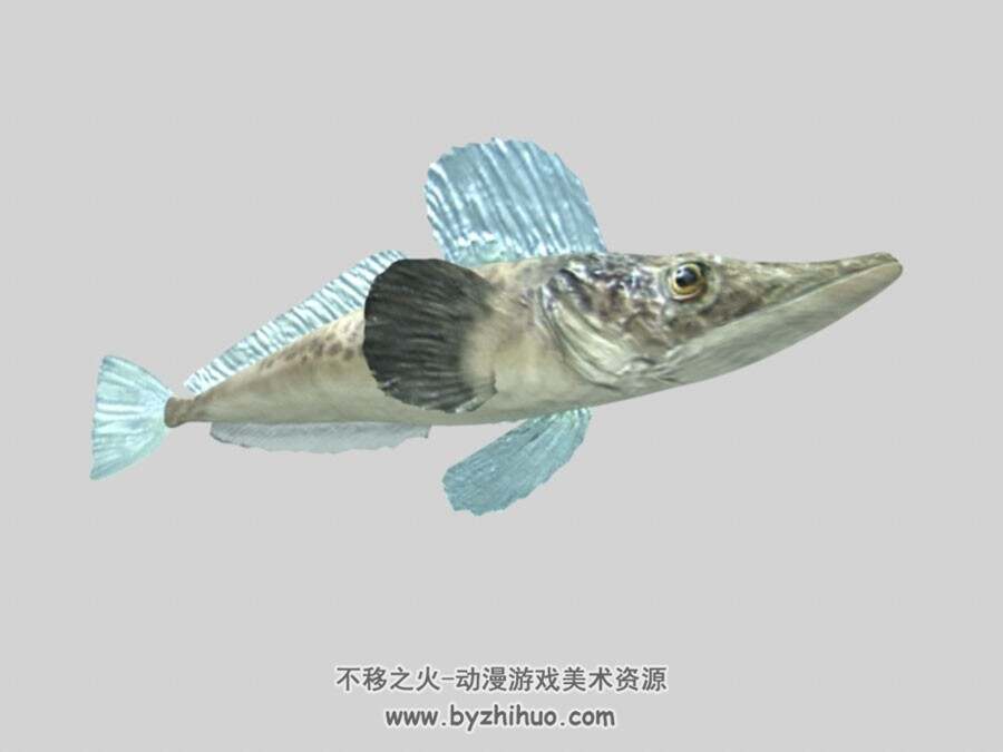 南极新拟冰鰧 四角面 鱼类动物3D模型百度网盘下载