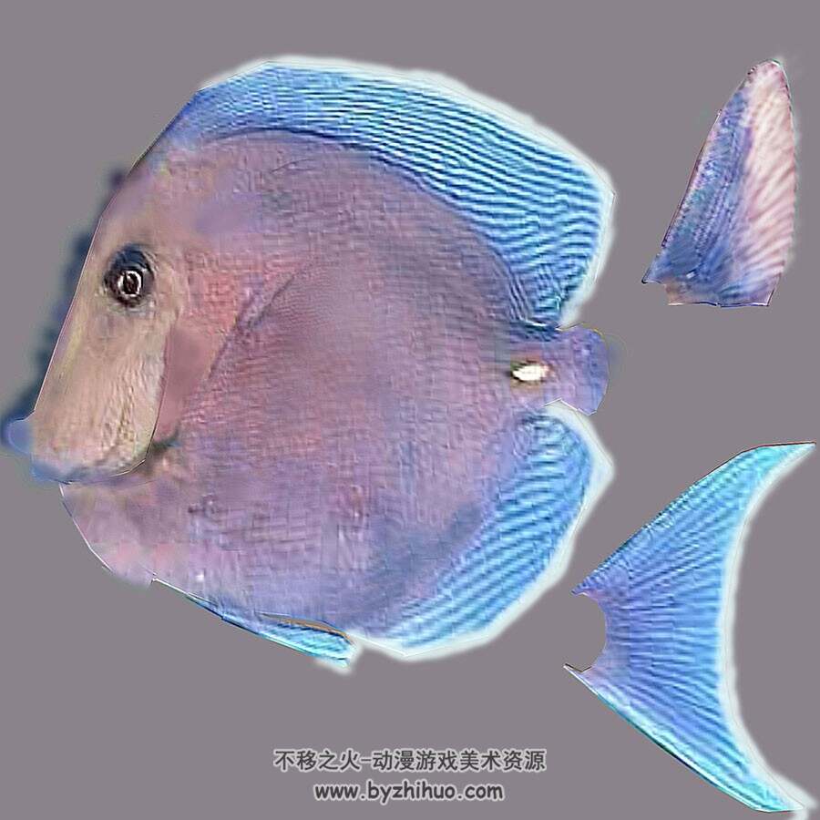 紫蓝吊鱼 四角面 动物3D模型 百度网盘下载