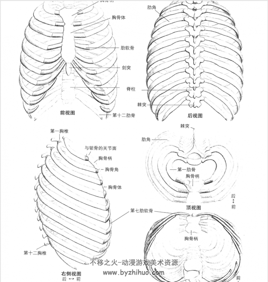 牛津艺术用人体解剖学中文版pdf