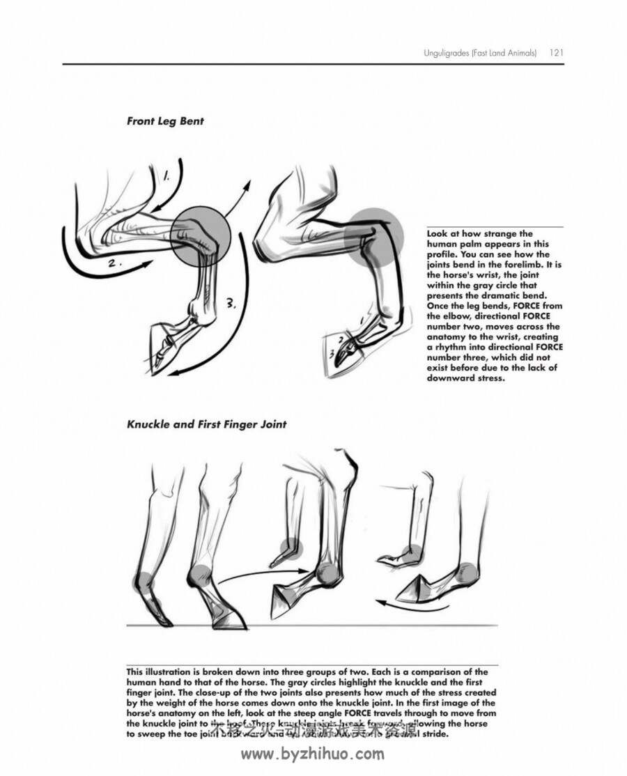 中文英文原版合集 Force - Animal Drawing - 动物运动与动画师的设计理念