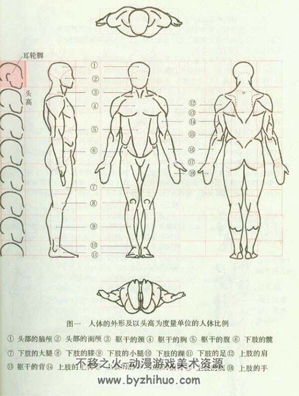 艺用人体结构运动学 百度网盘绘画素材分享 194P