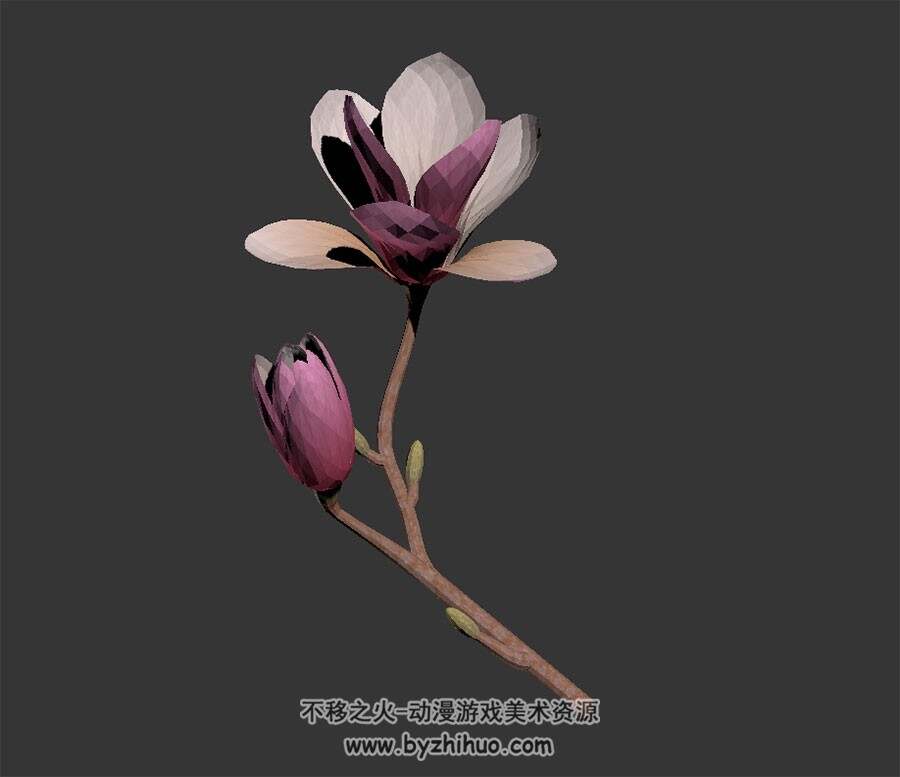 紫玉兰花 3D模型 max格式下载