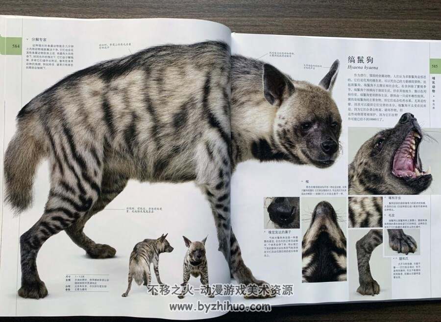 DK博物大百科：自然界的视觉盛宴 pdf格式分享观看
