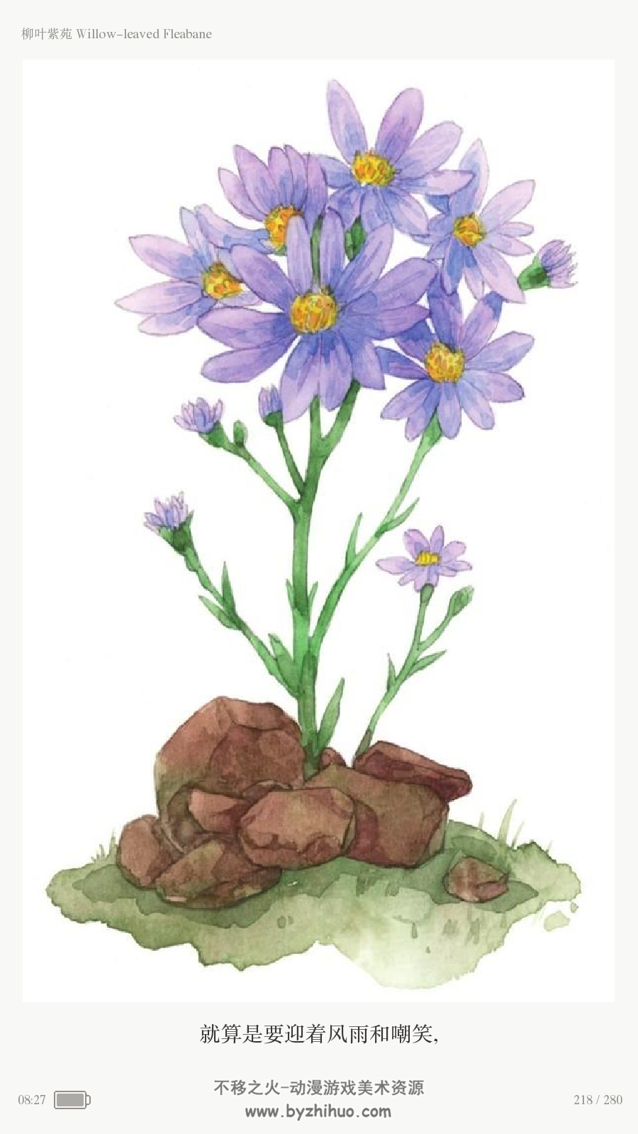 水彩诞生花:12个月的秘密花语水彩插画手绘
