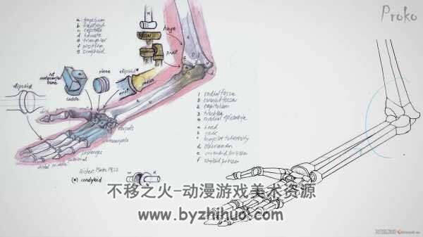 Proko解-剖付费版（中文）-256课时+Proko肖像高级付费版（中文）-31课时