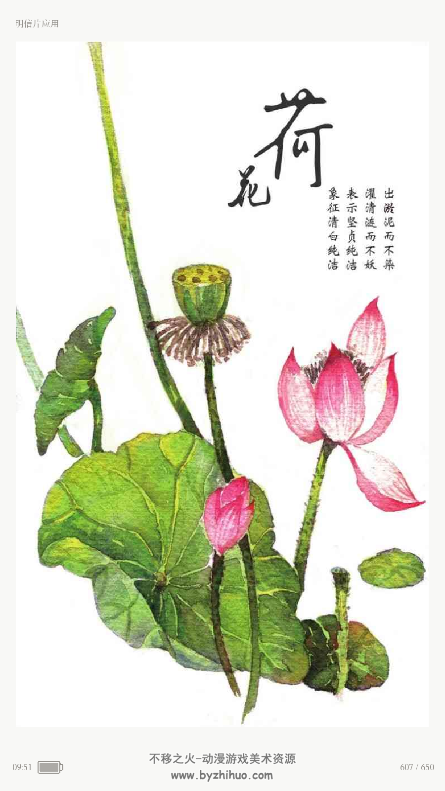 经典花语绘:30种幸福花卉的水彩插画技法