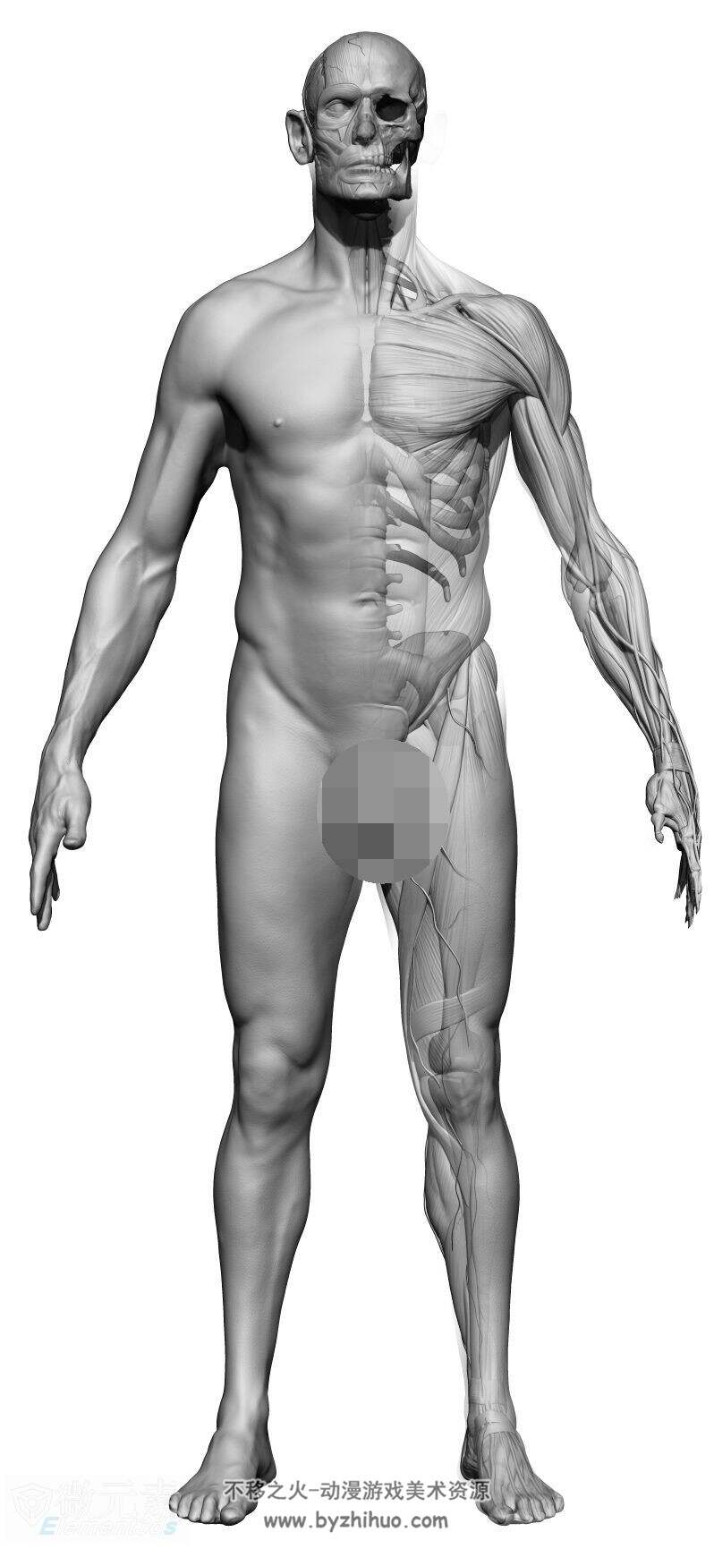 男性完整身体超精细雕刻3D模型