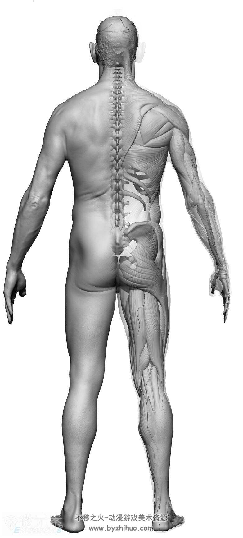男性完整身体超精细雕刻3D模型