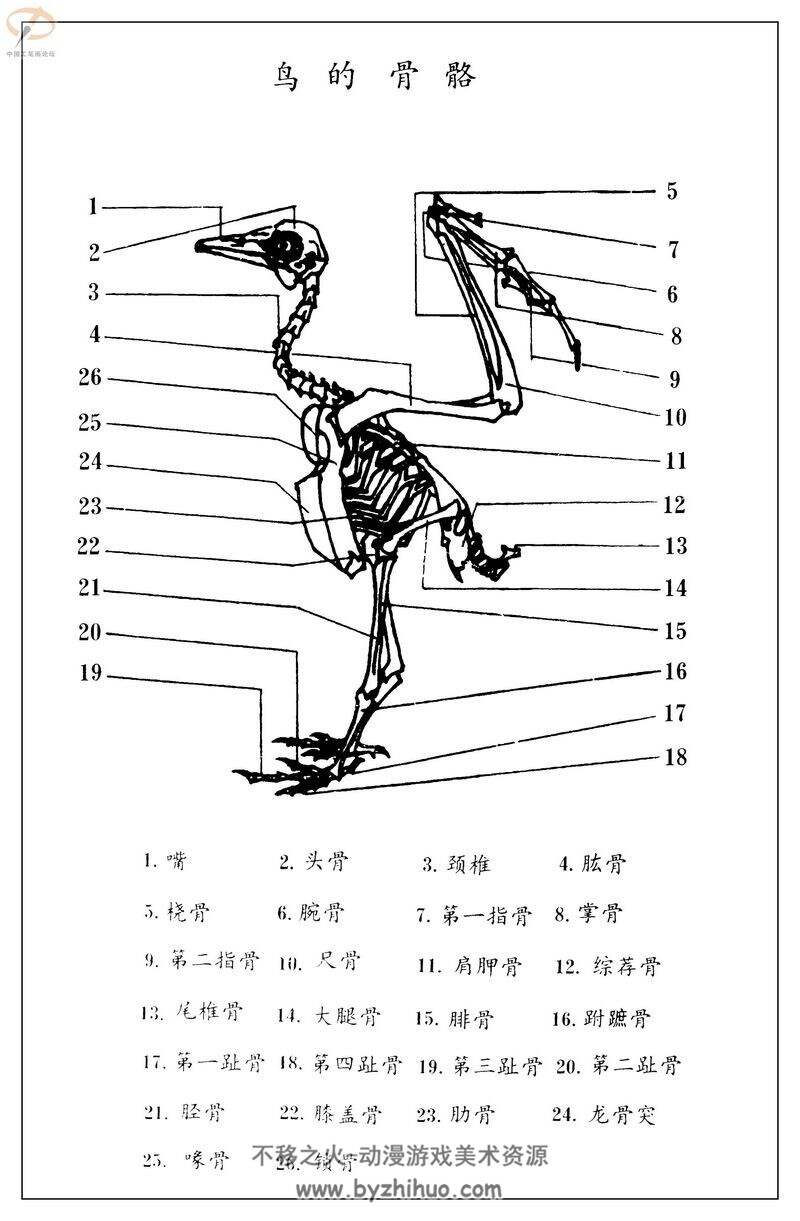 百鸟图谱 孙其峰鸟类手绘书籍图片百度网盘分享观看参考 185P