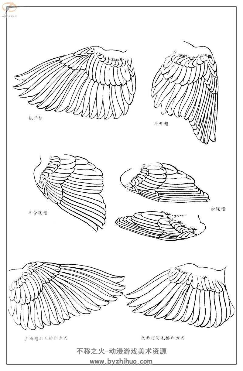 百鸟图谱 孙其峰鸟类手绘书籍图片百度网盘分享观看参考 185P