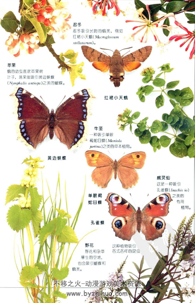 蝴蝶品种介绍及图片图片