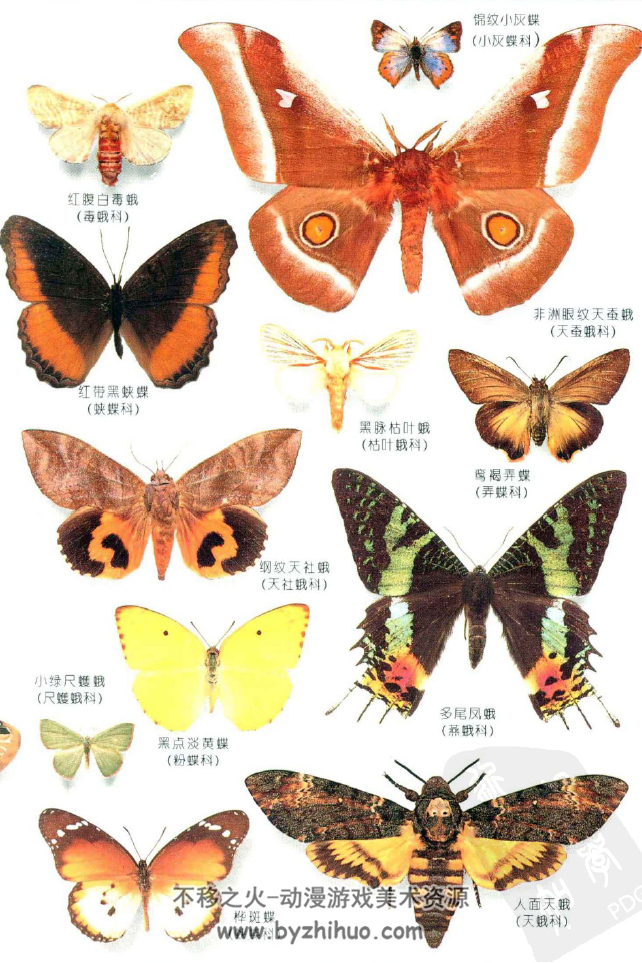 蝴蝶品种介绍及图片图片