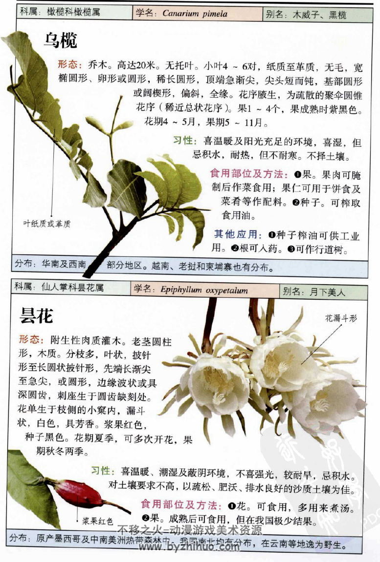 自然珍藏图鉴丛书·食用花卉与瓜果：332种美味花果的彩色图鉴 PDF观看