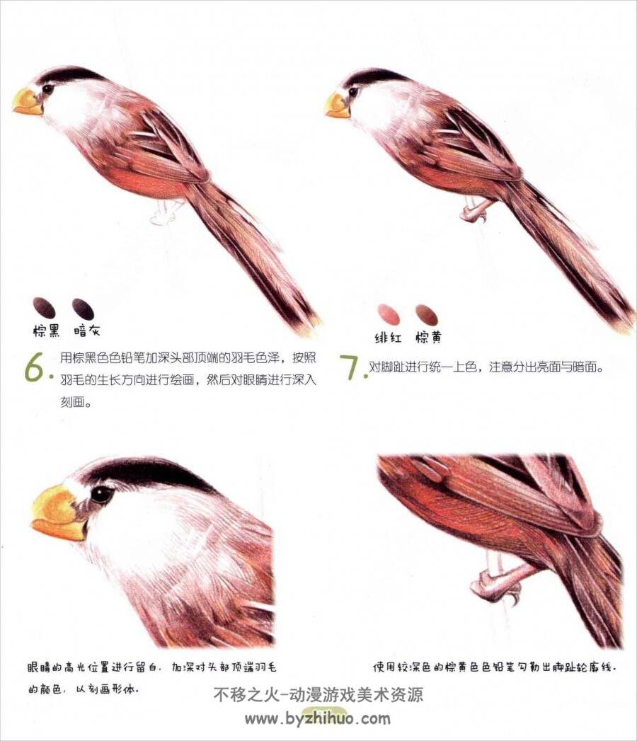 色铅笔的鸟类萌绘 PDF格式百度网盘分享观看
