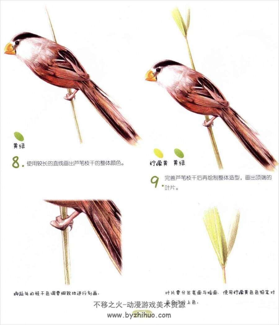 色铅笔的鸟类萌绘 PDF格式百度网盘分享观看