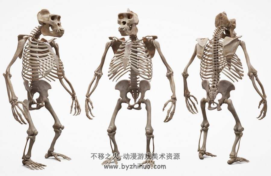 写实 猩猩解剖3D模型贴图分享下载