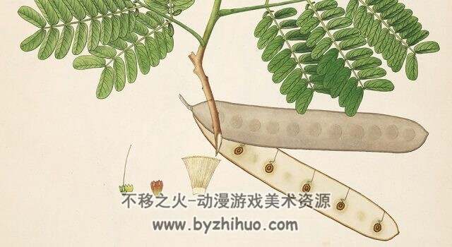 科罗曼德海岸的植物 1795年 PDF格式 百度网盘分享观看