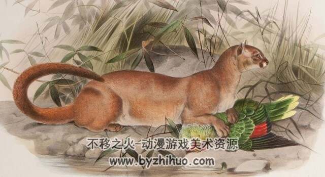 猫科动物图鉴 插图部分 1883年PDF格式观看