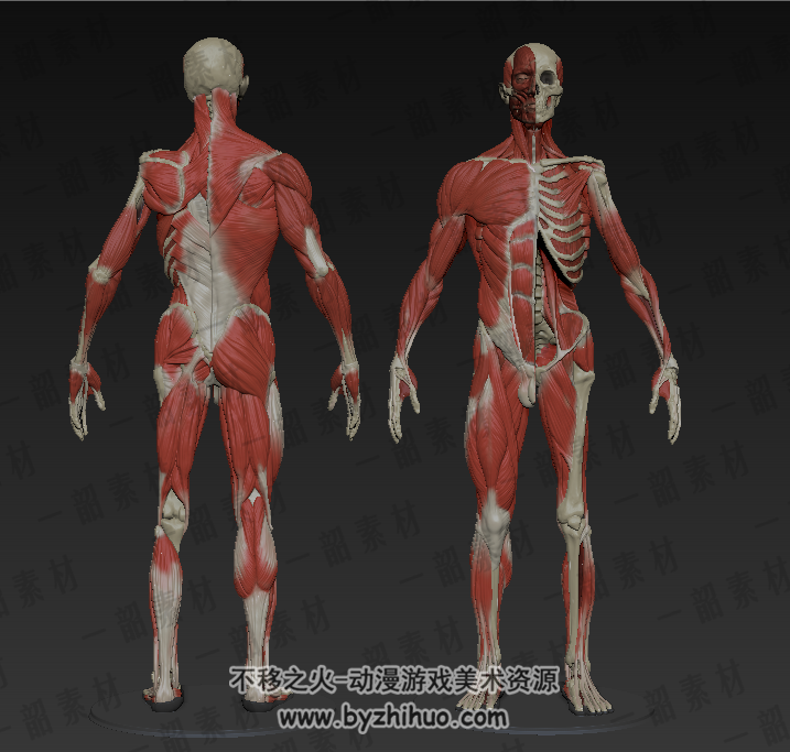 人体解剖男女肌肉骨骼 艺用美术绘画资料图集 百度网盘下载参考 5393P 1.23GB