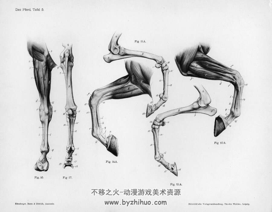 马的解剖学结构 Horse anatomy by Herman Dittrich 百度网盘分享 23P