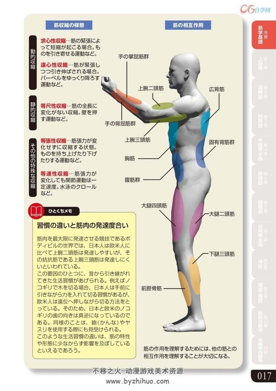 人体肌肉形体结构 艺用解剖 Colored Illustrations of Anatomy Muscle PDF+JPG双格式观看