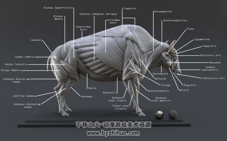 野牛 肌肉解剖3D模型 百度网盘分享