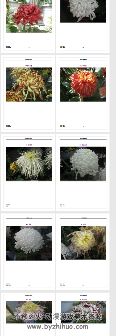 50种罕见名菊 PDF格式欣赏 百度网盘分享
