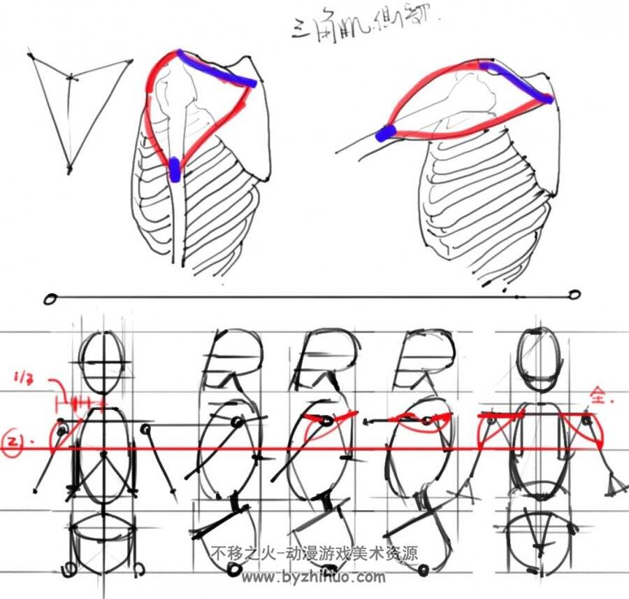 人体结构肌肉图例参考 PDF格式分享参考