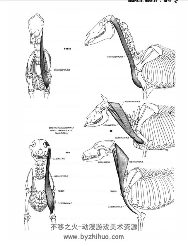 Animal Anatomy for Artists, The Elements of Form 动物解剖 PDF格式观看