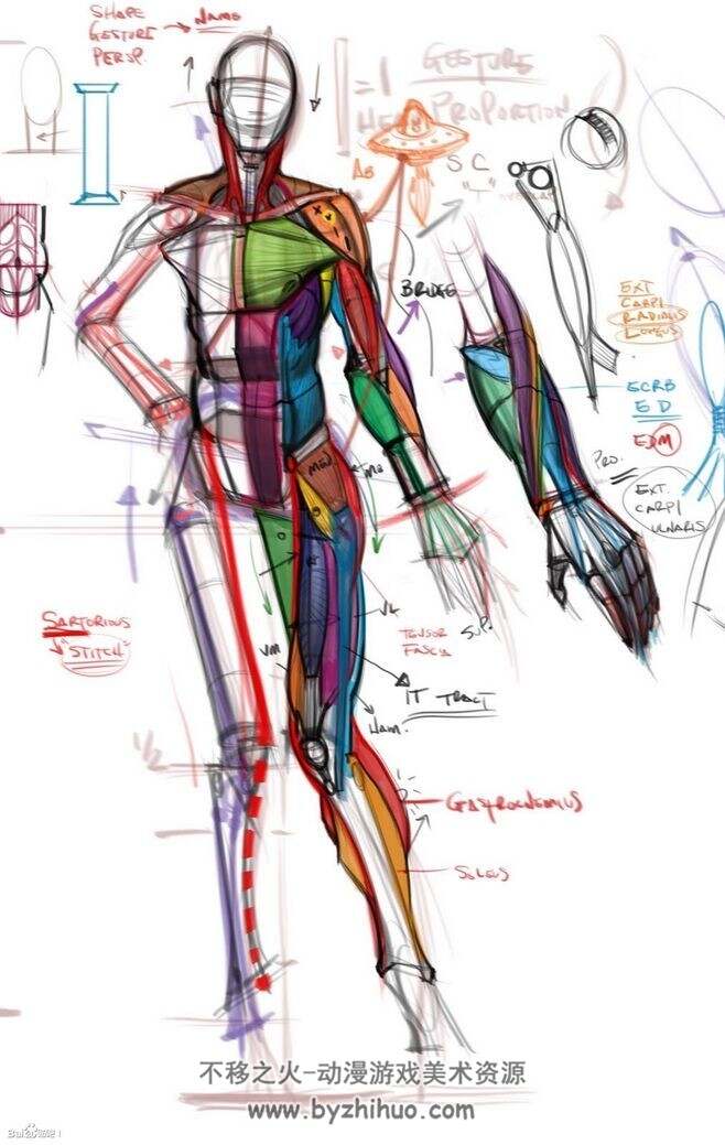 迈克尔汉普顿人体艺用解剖原版视频 大师人体结构视频教程 百度网盘