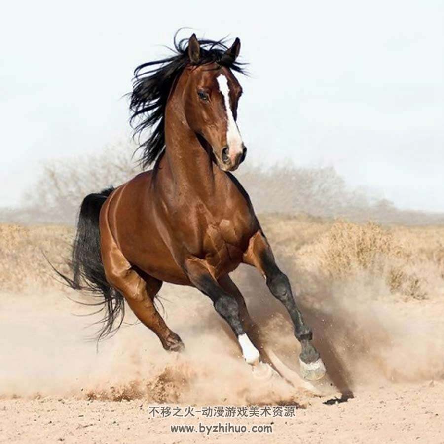 马的动态摄影高清参考 百度网盘分享 950P