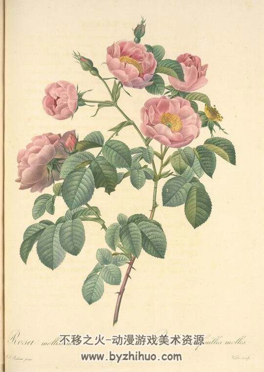 花卉植物图玫瑰圣经Les roses百合圣经Les liliacées（Choix des plus belles fleurs）