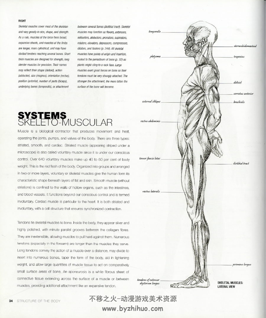 艺用人体解剖 Anatomy for artist 完整英文2001 英国DK出版社 PDF格式