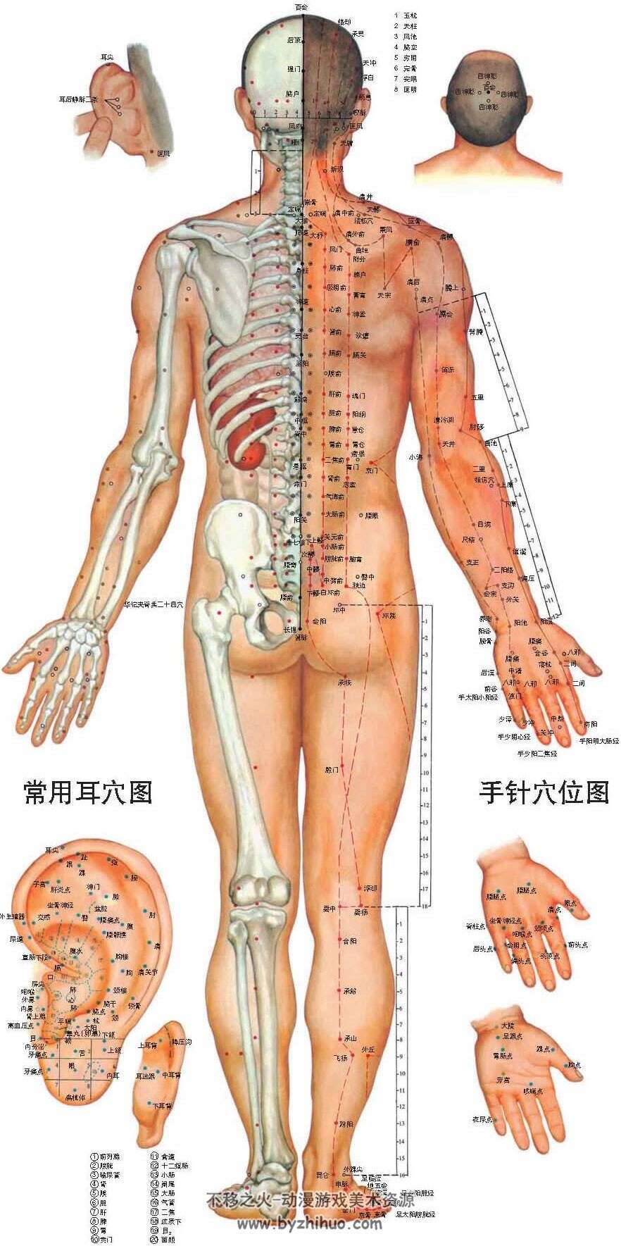 中医必备资料-高清人体穴位男人正面 背面 侧面超级大图 美术绘画参考