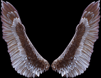 透明背景png翅膀美术素材 百度网盘下载 79P