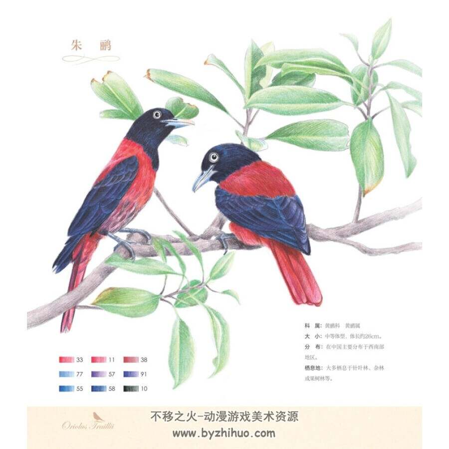 鸟之绘2 36种中国鸟的色铅笔图绘 PDF百度网盘下载