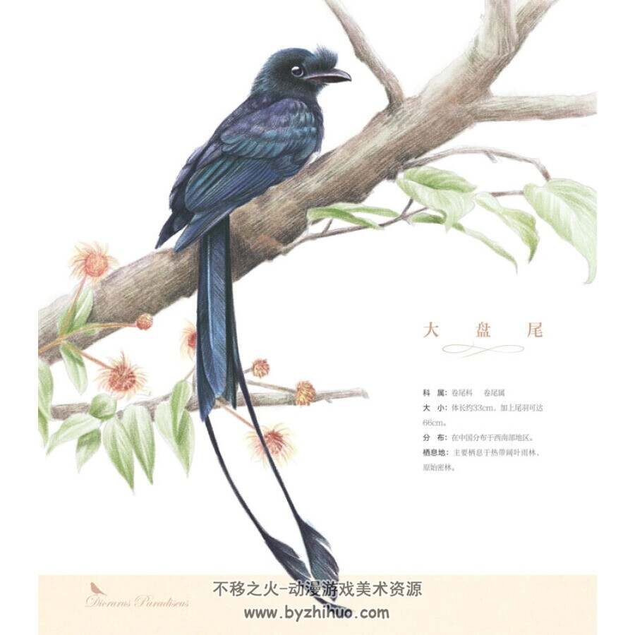 鸟之绘2 36种中国鸟的色铅笔图绘 PDF百度网盘下载