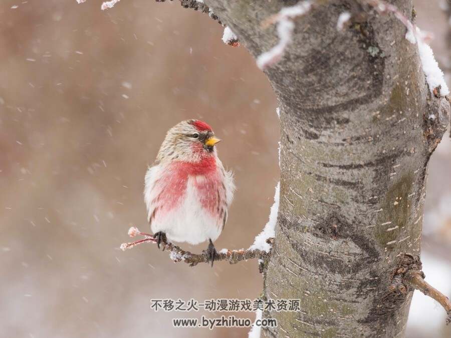 动物世界 4K高清图片下载 百度网盘 16P