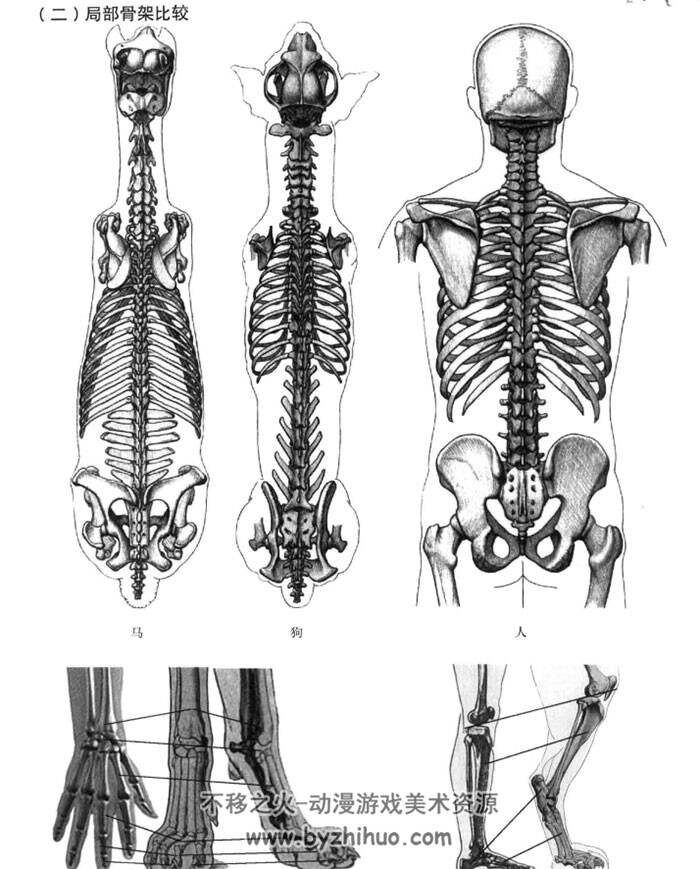 动物结构及动画表现 漫•影•游实用工具箱 百度网盘PDF下载