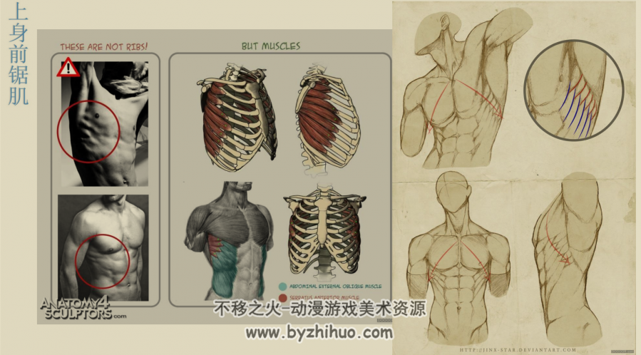人体比例结构肌肉 美术绘画基本资料参考 百度网盘下载