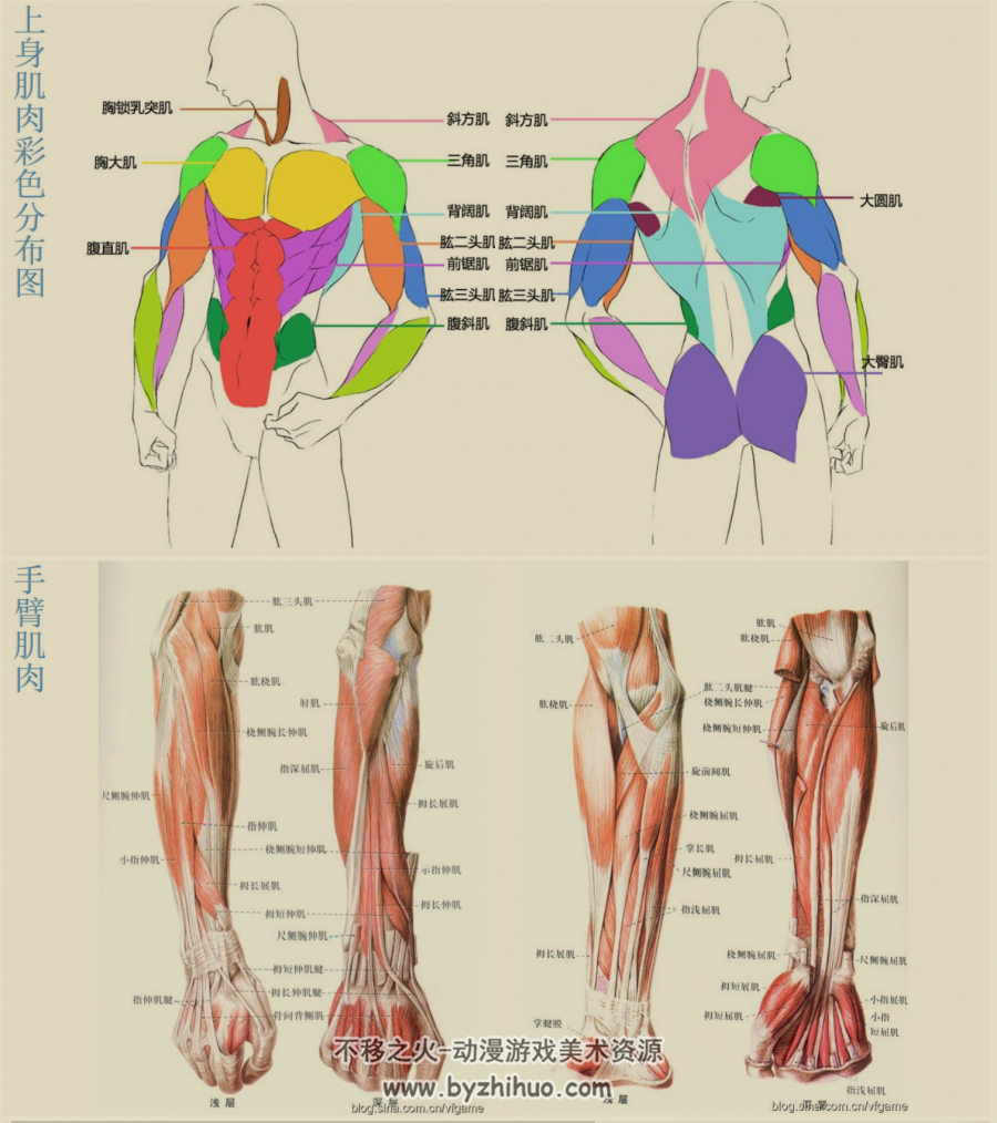 人体比例结构肌肉 美术绘画基本资料参考 百度网盘下载